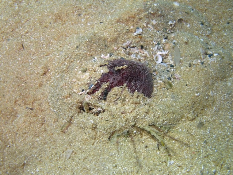 Spatangus purpureus (O.F. Müller, 1776)